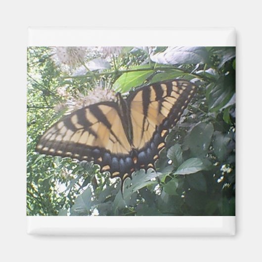 Summer Fun Monarch Magneet (Voorkant)