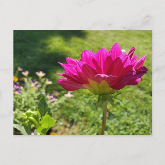 Summer Garden Briefkaart (Voorkant)