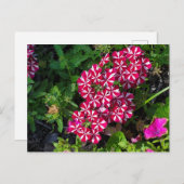 Summer Garden Briefkaart (Voorkant / Achterkant)