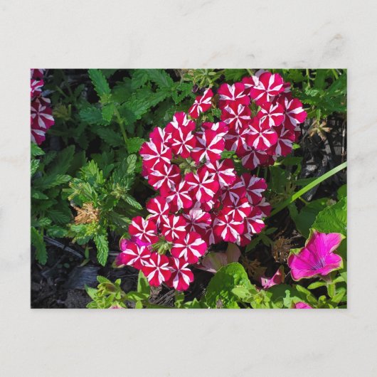 Summer Garden Briefkaart (Voorkant)