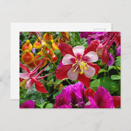 Summer Garden briefkaart (Voorkant / Achterkant)