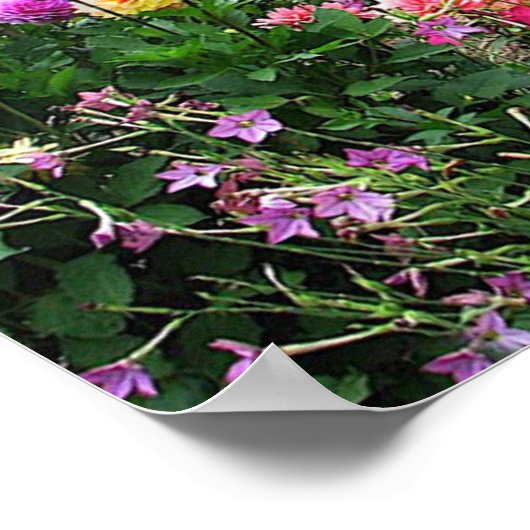 Summer Garden Poster (Hoek)