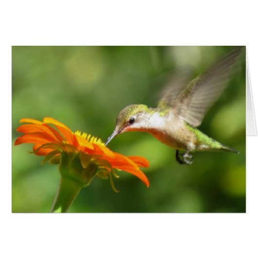 Summer Hummer (Voorkant Horizontaal)
