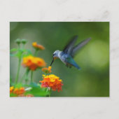 Summer Hummer. Briefkaart (Voorkant)