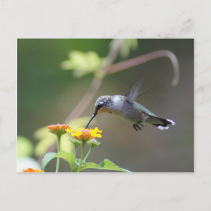 Summer Hummer Briefkaart