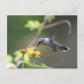Summer Hummer Briefkaart (Voorkant)