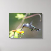 Summer Hummer Canvas Afdruk (Voorkant)