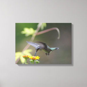 Summer Hummer Canvas Afdruk