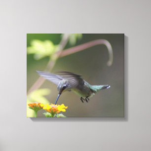 Summer Hummer Canvas Afdruk