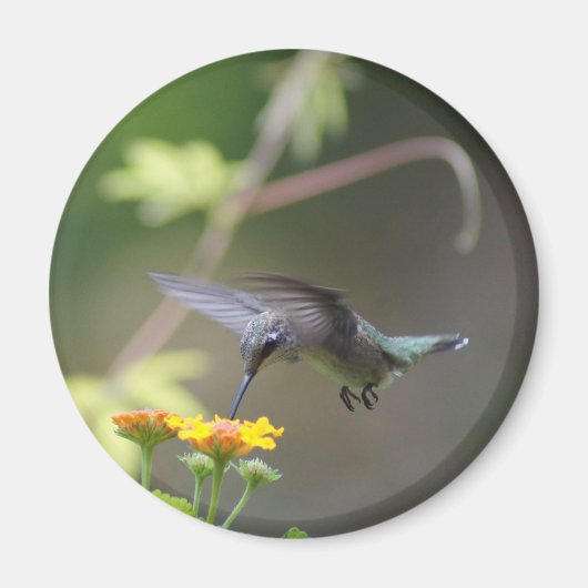 Summer Hummer Magnet (Voorkant)