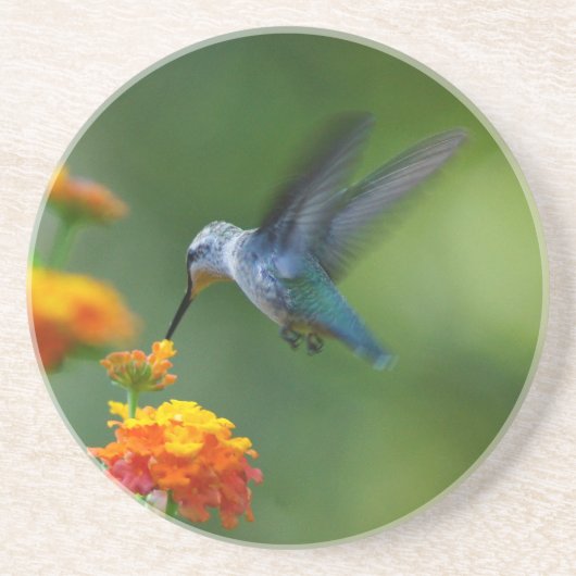 Summer Hummer Onderzetter (Voorkant)