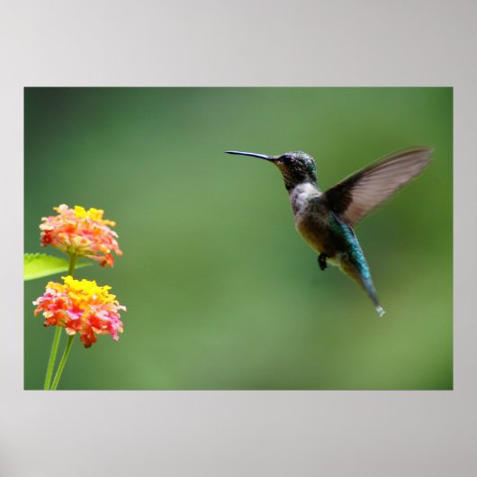 Summer Hummer Poster (Voorkant)