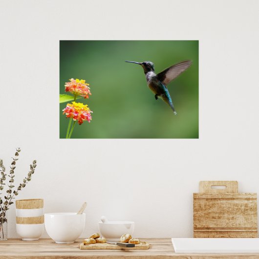 Summer Hummer Poster (Keuken)