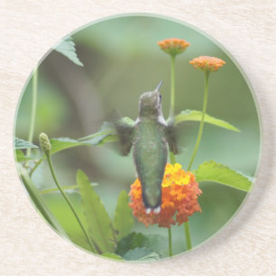 Summer Hummer Zandsteen Onderzetter