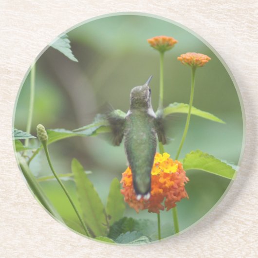 Summer Hummer Zandsteen Onderzetter (Voorkant)