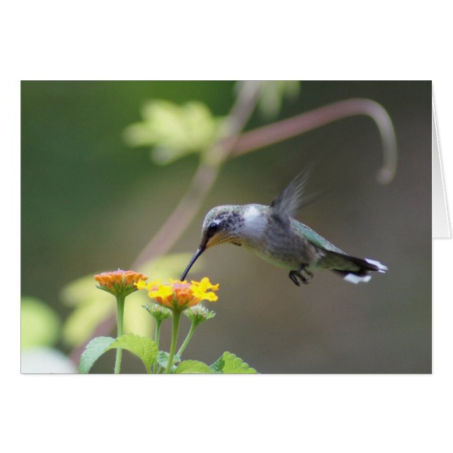 Summer Humming (Voorkant Horizontaal)