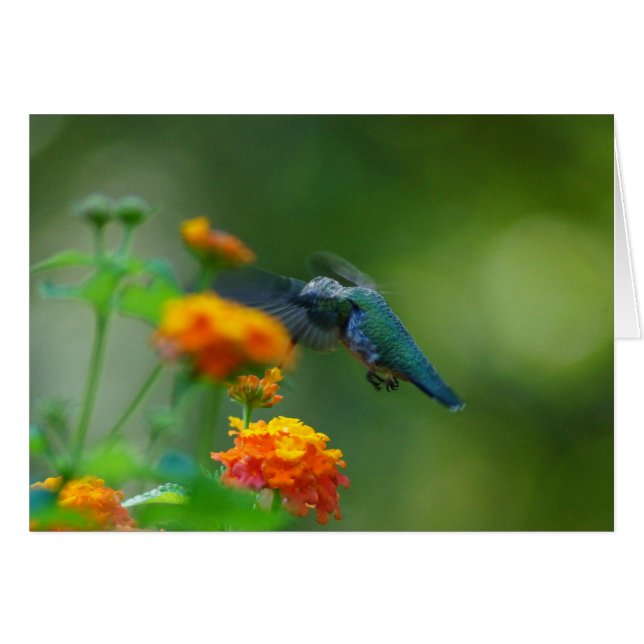 Summer Humming (Voorkant Horizontaal)