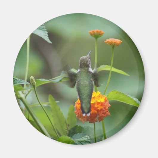 Summer Humming Magneet (Voorkant)