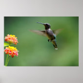 Summer Humming Poster (Voorkant)