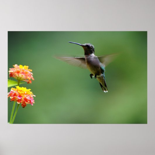 Summer Humming Poster (Voorkant)