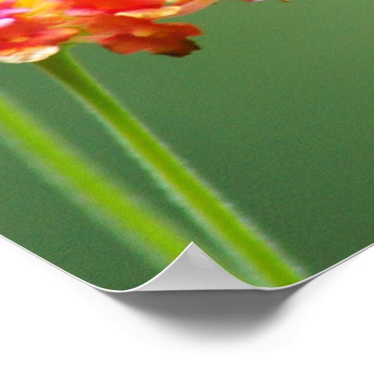 Summer Humming Poster (Hoek)