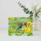 Summer Hummingbird Briefkaart (Staand voorkant)