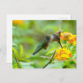 Summer Hummingbird Briefkaart (Voorkant / Achterkant)