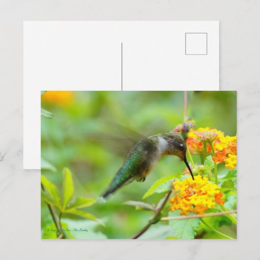Summer Hummingbird Briefkaart (Voorkant / Achterkant)