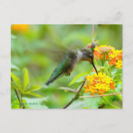 Summer Hummingbird Briefkaart
