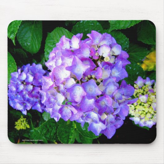 Summer Hydrangea Muismat (Voorkant)