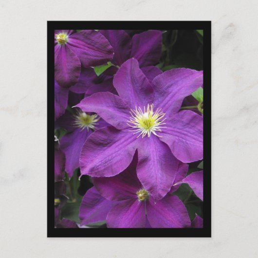 ~ Summer in Lancaster County ~ 39 Briefkaart (Voorkant)