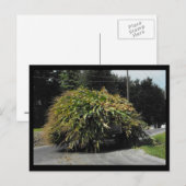 ~ Summer in Lancaster County ~ 56 Briefkaart (Voorkant / Achterkant)