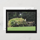 ~ Summer in Lancaster County ~ 57 Briefkaart (Voorkant / Achterkant)