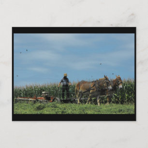 ~ Summer in Lancaster County ~ 73 Briefkaart