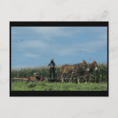 ~ Summer in Lancaster County ~ 73 Briefkaart (Voorkant)