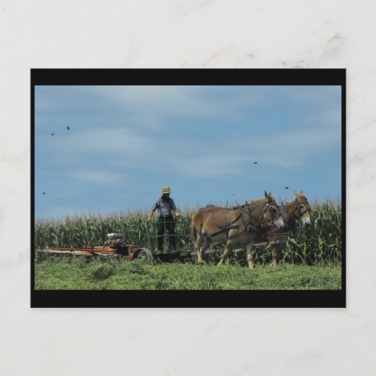 ~ Summer in Lancaster County ~ 73 Briefkaart (Voorkant)