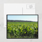 ~ Summer in Lancaster County ~ 81 Briefkaart (Voorkant / Achterkant)