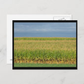 ~ Summer in Lancaster County ~ 82 Briefkaart (Voorkant / Achterkant)