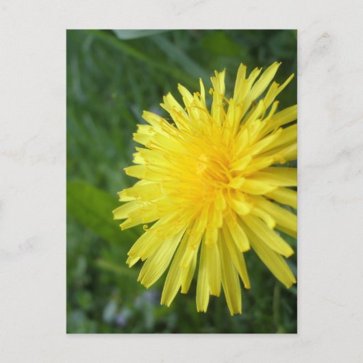 Summer Jewel Briefkaart (Voorkant)