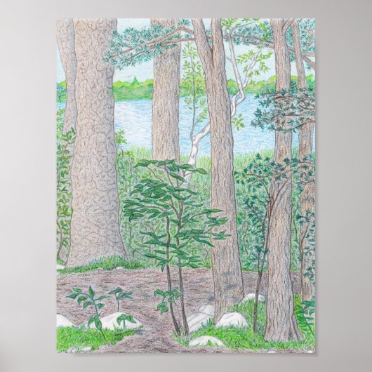 Summer Lake met Bossen gekleurde potloodtekening Poster (Voorkant)