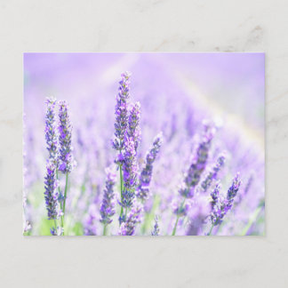 Summer Lavender Briefkaart