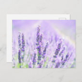Summer Lavender Briefkaart (Voorkant / Achterkant)