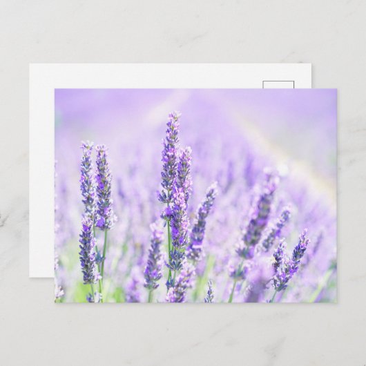 Summer Lavender Briefkaart (Voorkant / Achterkant)