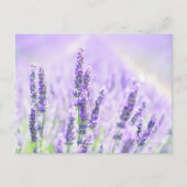 Summer Lavender Briefkaart (Voorkant)