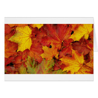 SUMMER LEAVES