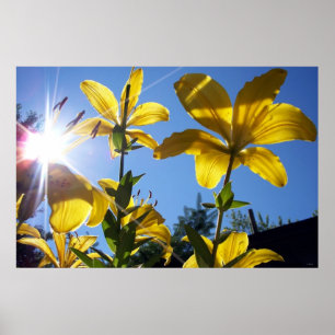 Summer Lilies Series 4 Poster