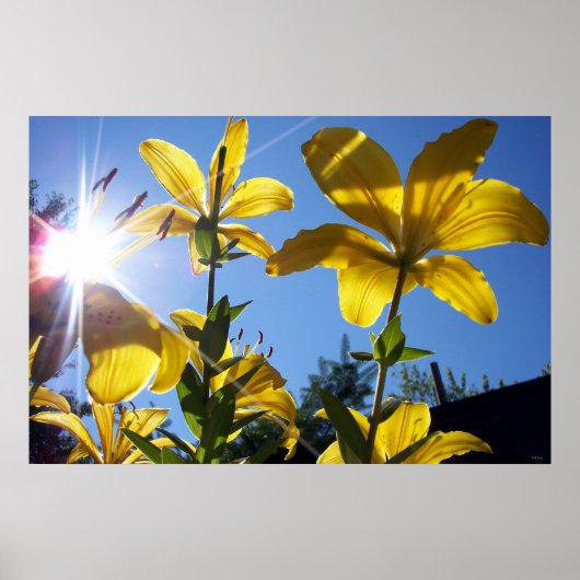 Summer Lilies Series 4 Poster (Voorkant)