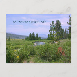 Summer Meadow in Yellowstone Briefkaart