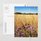 Summer Meadow met Milk Thistle Briefkaart (Voorkant / Achterkant)