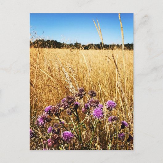 Summer Meadow met Milk Thistle Briefkaart (Voorkant)